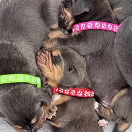 Bloodhound puppies from Bloodhound Life
