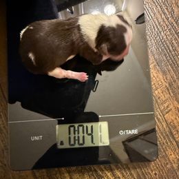 Chocolate parti - Parti male Yorkshire Terrier puppy in Grove Hill, Alabama from Huntington Yorkies