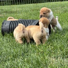 Chinese Shar-Pei Puppies from Blackwitch Farms