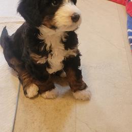 Bernedoodle and Labradoodle Puppies from Reid Wasatch Doodles
