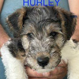 Wire Fox Terrier Puppies from Lisa Ellis
