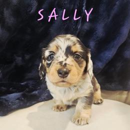 Girl 1 - female Dachshund puppy in Guthrie, Oklahoma from The Rooted Place