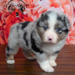 Destin - Blue merle male Australian Shepherd puppy in Fultonville, New York from Sandy Aussies & Pomeranians