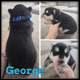 George - Black and white male Siberian Husky puppy in Wheeler, Michigan from Haase Family Kennels
