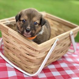 Border Collie and English Shepherd Puppies from Kefi Collie Co