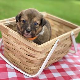 Border Collie and English Shepherd Puppies from Kefi Collie Co