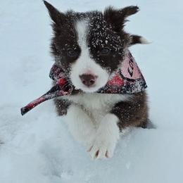Bell Wether - White and red female Border Collie puppy in Avilla, Indiana from Borderline Kennels