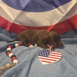 Millennium Falcon - Brown and white female Aussiedoodle puppy in Cumberland, Rhode Island from W Doodle Crew