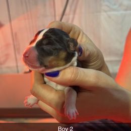 Boy 2 - Pembroke Welsh Corgi puppy in Binghamton Area, New York from JFF Scenic Woodrows Winnie