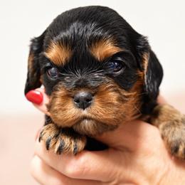 Louie - Black and tan male Cavalier King Charles Spaniel puppy in Greensboro, North Carolina from Hyde Park Cavaliers