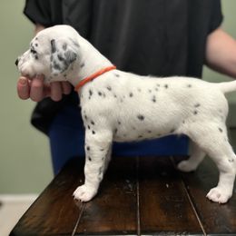 Dalmatian Puppies from ArmySoldier Dalmatians