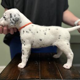 Dalmatian Puppies from ArmySoldier Dalmatians