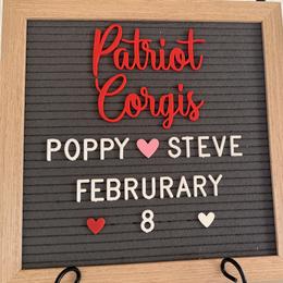 American Corgi puppies from Patriot Corgis