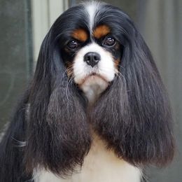 Pip - Cavalier King Charles Spaniel