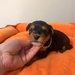 Blitz - Black and tan male Yorkshire Terrier puppy in Billingsley, Alabama from Southern Yorkies of Bama