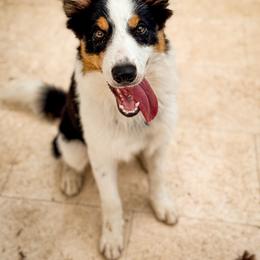 Jazzy - Tri-color male Border Collie puppy in Blue Ridge, Georgia from Hill Valley Border Collies