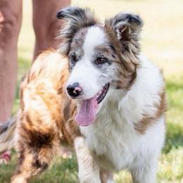 Wren - Border Collie