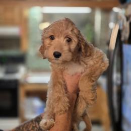 Hermes - Apricot male Goldendoodle puppy in Milton, Florida from Sutton Place Doodles