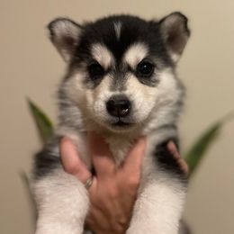 Sirius - Black and white Siberian Husky puppy in Coconut Creek, Florida from Broward Huskies