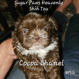 W5G - Chocolate female Shih Tzu puppy in Havelock, North Carolina from Sugar Paws Heavenly Shih Tzu’s