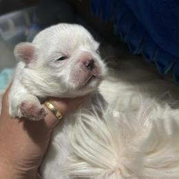 Goofy - White male Shih Tzu puppy in Azusa, California from RJ Shih Tzu lover