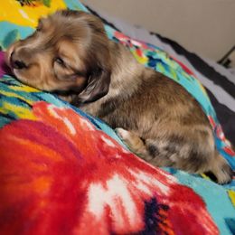 Boy 2 - Dapple male Dachshund puppy in Bristow, Oklahoma from Small Blessings