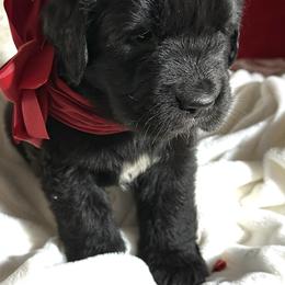 Girl 2 - AKC Registered Dark Pink - Black female Newfoundland puppy in Marshall, Missouri from Majestic Gentle Giants