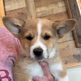 GIL - Sable male Pembroke Welsh Corgi puppy in Hinton, Oklahoma from Green Cloud Ranch