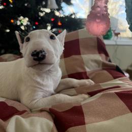Sliver Eared Girl - White and brindle female Bull Terrier puppy in Withee, Wisconsin from Castlerea Kennel