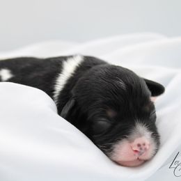 Bandit - Tri-color male Cavapoo puppy in Hendersonville, North Carolina from Grayfinn House