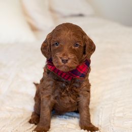 Dasher - Red  male Goldendoodle puppy in Sallisaw, Oklahoma from Huddle Puppies