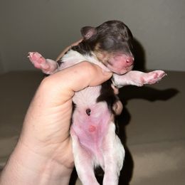 Apollo - Phantom male Poodle puppy in Liberty, Texas from Poodles and Doodles Most Excellent Adventures