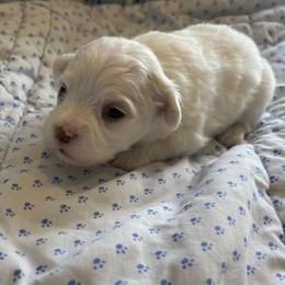Boy 2 - Cream male Havanese puppy in East Lansing, Michigan from VanCort's Happy Havanese