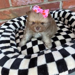 Meg - Chocolate sable female Pomeranian puppy in Inola, Oklahoma from My Bella’s Pomeranians