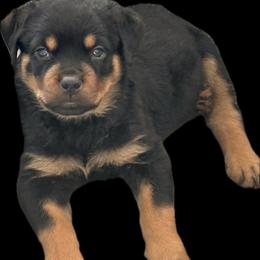 Zeus - Black and tan male Rottweiler puppy in Newfoundland, Pennsylvania from Poconopaws