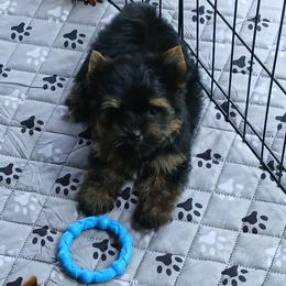 Boy 2 - Black and gold male Yorkshire Terrier puppy in Jamestown, Tennessee from Green Ridge
