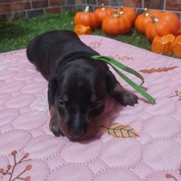 Raisin - Black and tan male Miniature Pinscher puppy in Baton Rouge, Louisiana from Pike's Pups