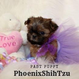 Shih Tzu Puppies from Phoenix Shih Tzu
