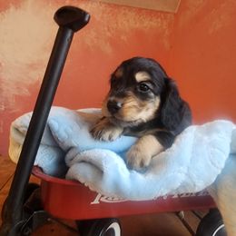 Boy 3 - male Dachshund puppy in Grants Pass, Oregon from vom Treuen Wachter