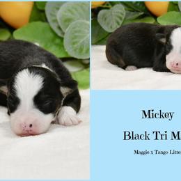 Mickey - Black & white male Australian Shepherd puppy in Ranger, Texas from Outback Mini Aussies