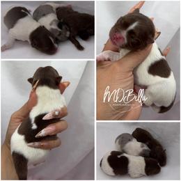 Spark AKC - Chocolate parti male Pomeranian puppy in Houston, Texas from MD Bella Pomeranian