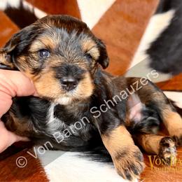 Nocona AKC RARE red pepper phantom - Salt and pepper male Miniature Schnauzer puppy in Dayton, Texas from Von Baron Schnauzers