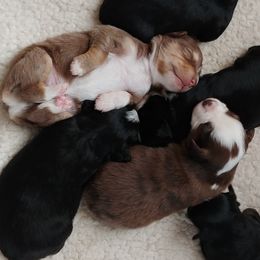 Miniature Australian Shepherds and Toy Australian Shepherds from Wild West Mini and Toy Aussies