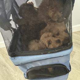 Bernedoodle, Cavapoo, Goldendoodle, Miniature Schnauzer, and Poodle Puppies from Alyssa Xxweetdoodles