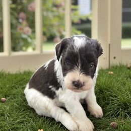 Polly - Liver female Miniature Schnauzer puppy in Paradise, Utah from Highbornschnauzers
