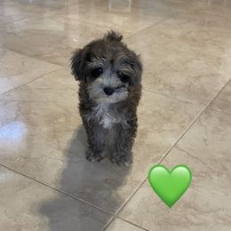 Green heart - Brown male Schnoodle puppy in El Campo, Texas from Savannah's Schnauzers