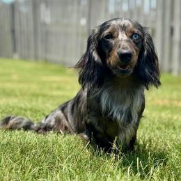 Loki - Dachshund
