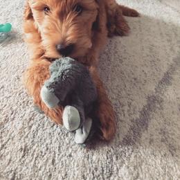 Assorted Doodle Crosses Puppies from Southern Star Goldendoodles