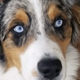 Livie - Australian Shepherd