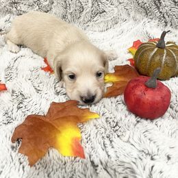 Dachshund Puppies from Oak tree Dachshunds